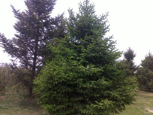 云杉鋁扣板-云浮鋁扣板廠家裝修技巧